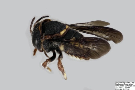 [Pachyanthidium female (lateral/side view) thumbnail]